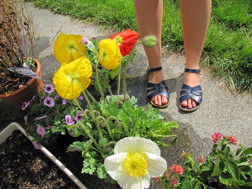 poppies and sandals