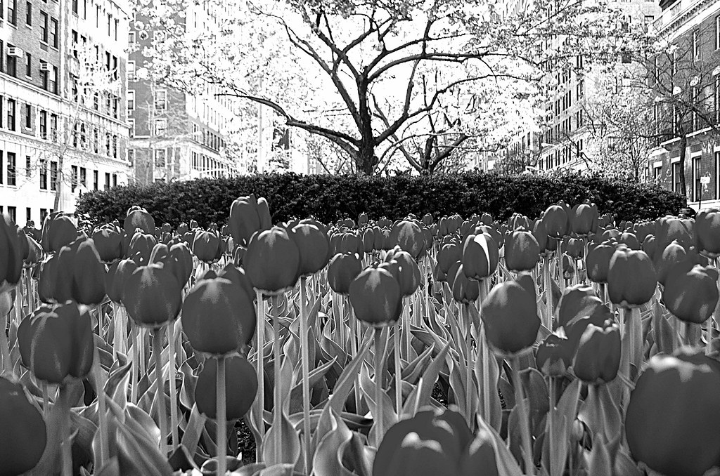 B&W tulips 20130427-DSC_2921.jpg