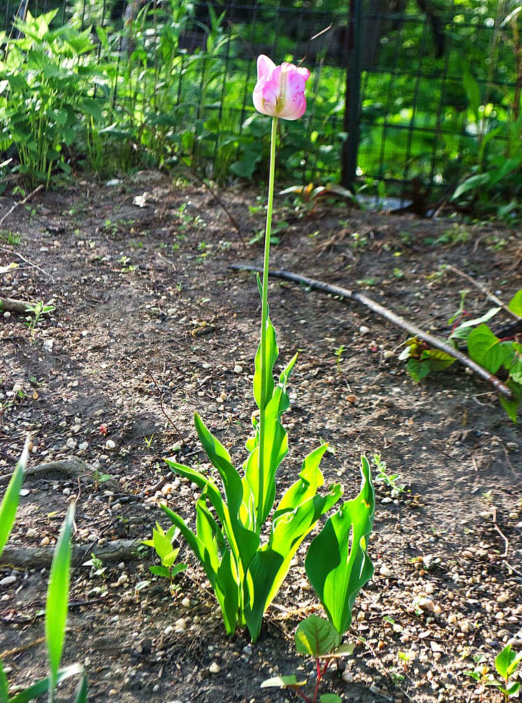 pink tulip above boarhouse20130505-DSC_2955.jpg
