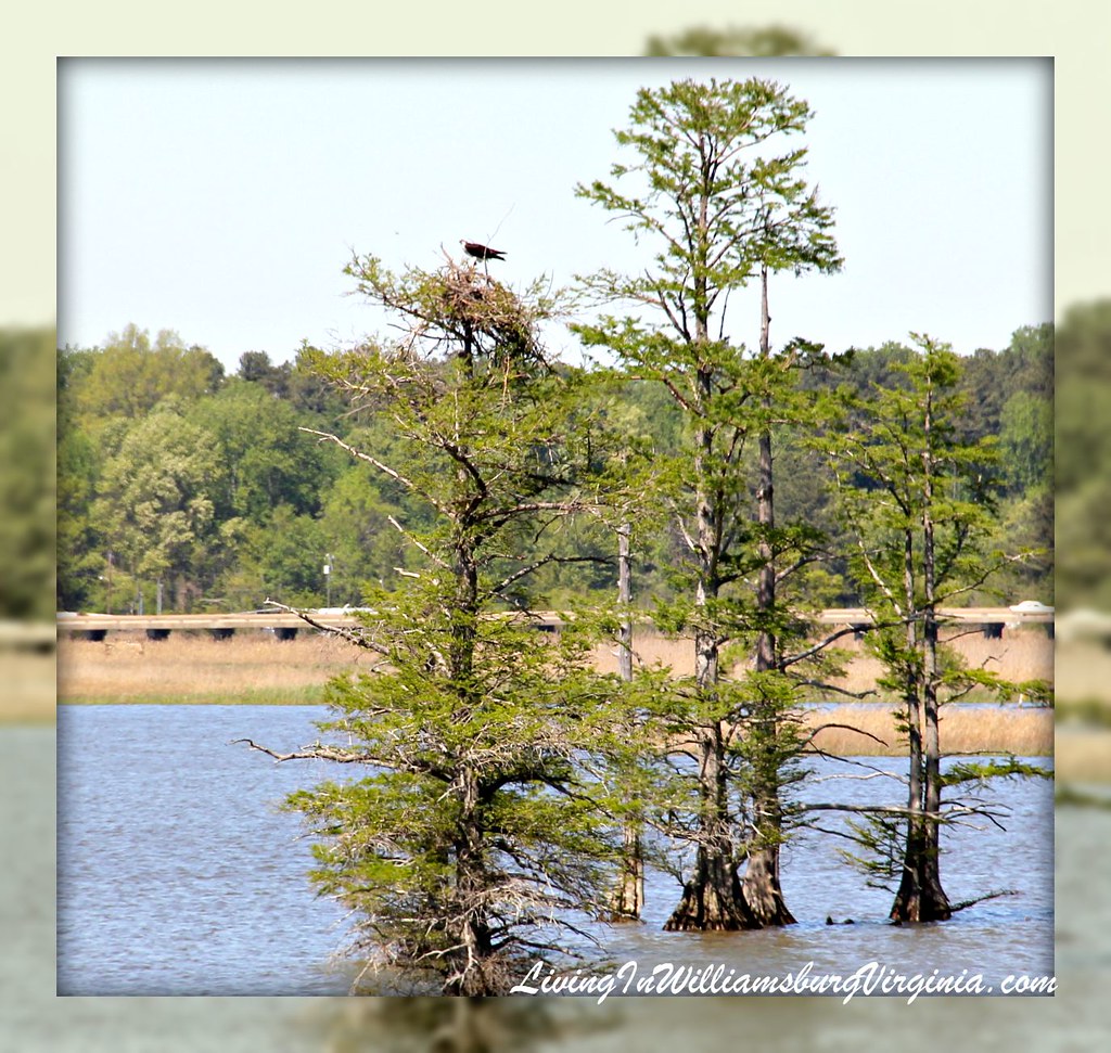 Jamestown Osprey