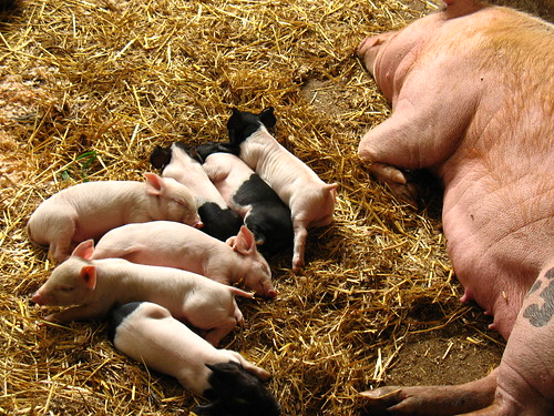 piglets, very young