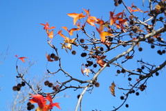 Melbourne Autumn colours with Accura Diamatic M42 lens