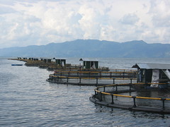 印尼吳郭魚養殖場。圖片提供：WWF分會， Aaron McNevin攝。