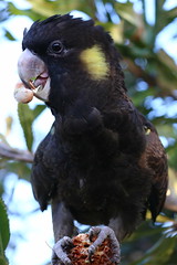 Yellow Tailed Black Cockatoo parrot (Calyptorhynchus funereus)