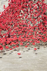 WW1 Weeping Window poppies on show at Caernarfon Castle October 2016
