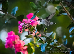 Hummingbird Watching!