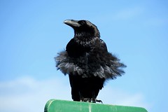 Rabenvögel - Raven