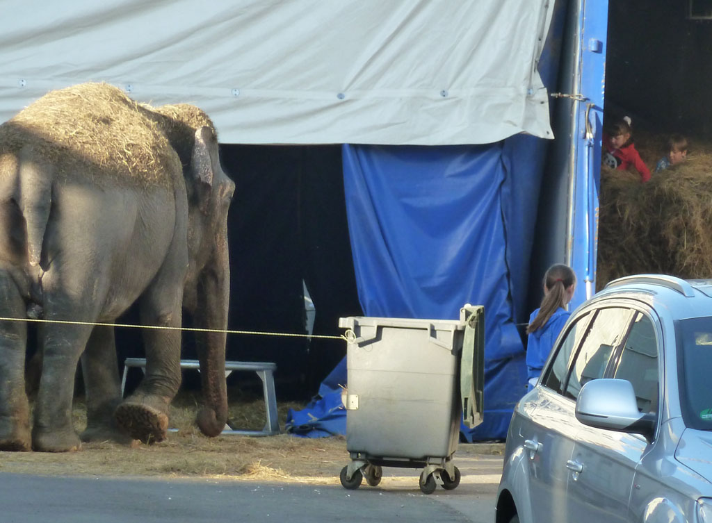 минск 1 мая 2013 слон 8