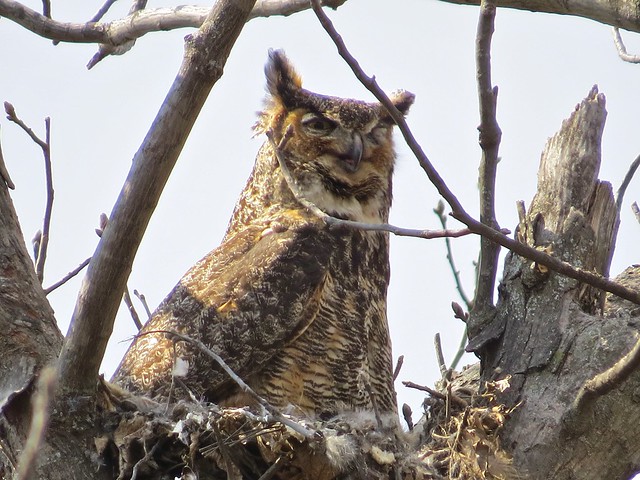 Great Horned Owl at Evergreen Lake 07