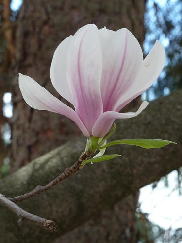 Wheaton, IL, Pink Magnolia Flower