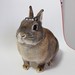 TIROL CHOCO on the bunny. #konatsu #usagi #rabbit #instabunny #bunny #bunnyloversunite #bunniesworldwide #rabbitstagram #bunnynetwork #stuffonmyrabbit #stuffonmybunny #stuffonkonatsu #instabunny #bunstagram #bunnyworld #netherlanddwarf #bunnylove #cutie #