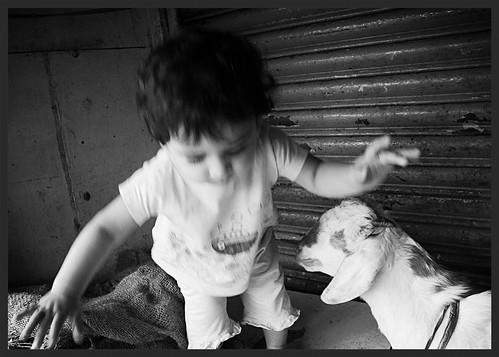 Nerjis Asif Shakir and the Bandra Goats by firoze shakir photographerno1