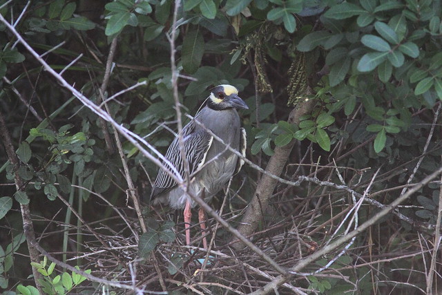 Yellow-crowned Night-Heron 2-5- nonHT male with eggs 20130519