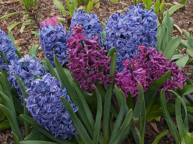 Missouri Botanical Garden (Shaw's Garden), in Saint Louis, Missouri, USA - hyacinth