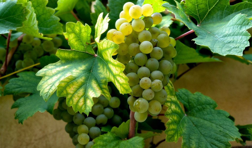 Racimo de uvas blancas. Autor, Tuku