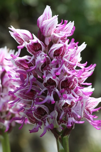 Monkey orchid Orchis simia