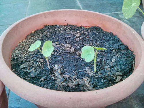 Nasturtium Seedlings