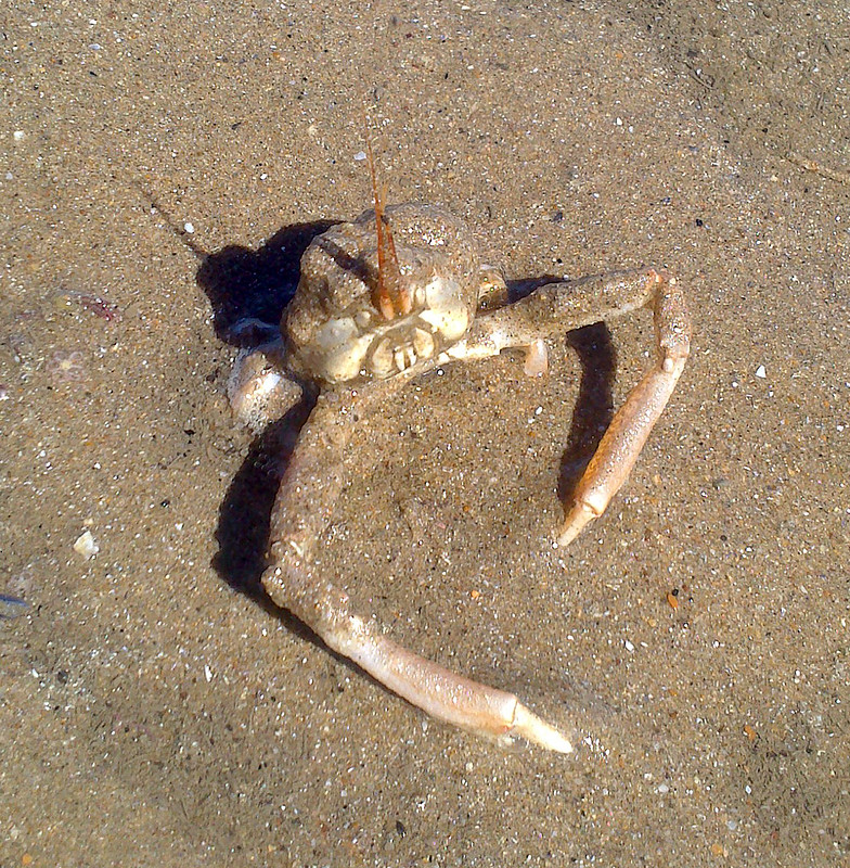DSC_0227 - Masked Crab, Port Eynon