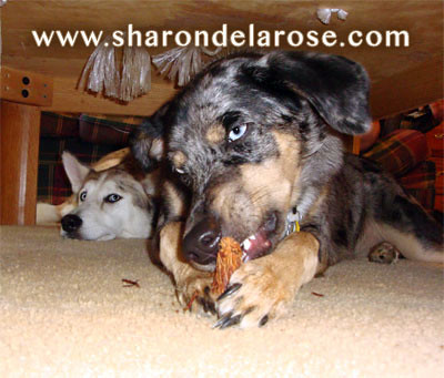 Catahoula Leopard Dog Eating Pine Cone