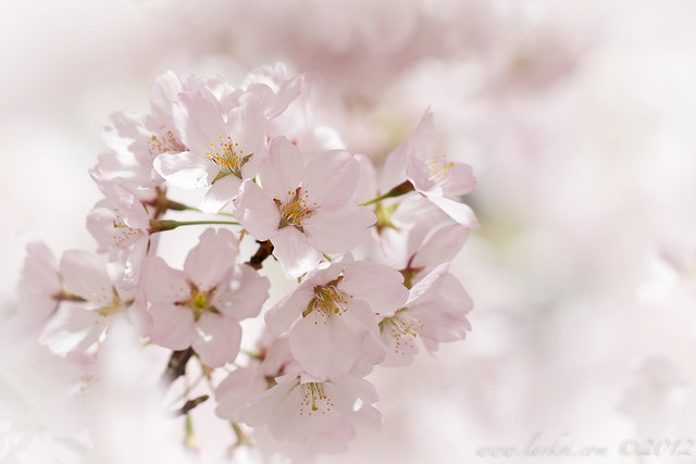 Cherry Blossoms, Toronto, Spring 2013
