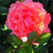 may morning rose