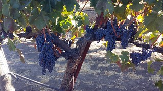 Grapes at Opolo