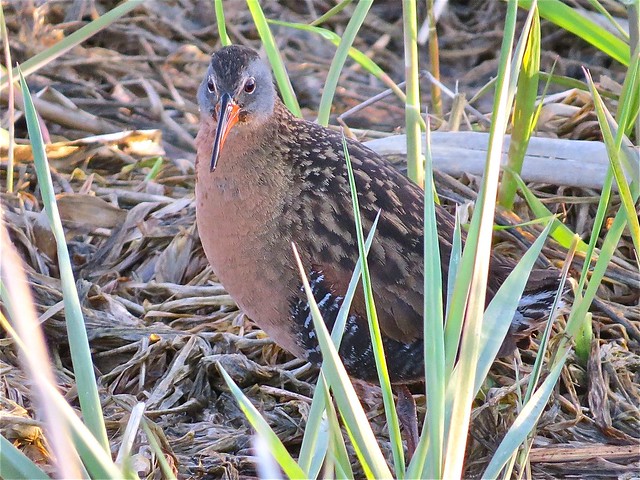 Virginia Rail at Evergreen Lake in McLean County, IL 18