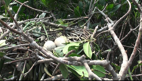 埃及聖䴉巢中等待孵化的蛋（照片提供：林務局）