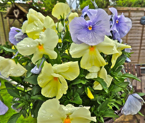 Pansies in the Rain ....(148/365) by Irene_A_