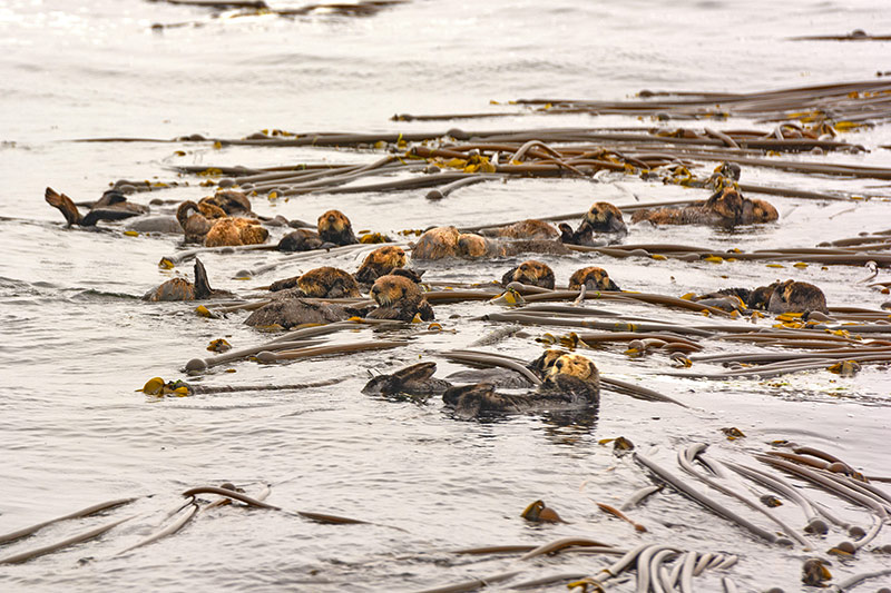 Wildlife in British Columbia, Canada: Sea Otter