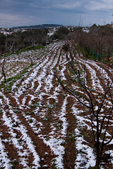 Snow in Daliyat el Carmel & Isfiya