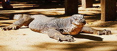 Reptile+Amphib+Crocs