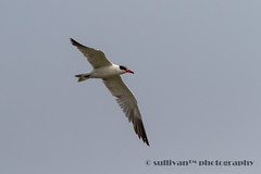 裡海燕鷗 Caspian Tern