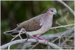 Pigeons & Doves / Palomas y Tórtolas / Pombas