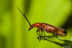 Beetles - kakalardoak - escarabajos