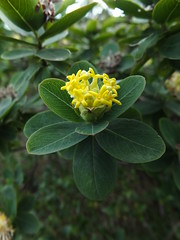 Pushpagiri Range Flora