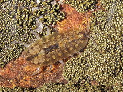 Isopods and Amphipods