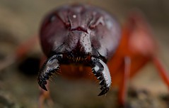 Hymenoptera (DRC)