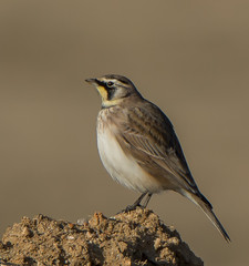 Larks and Pipits