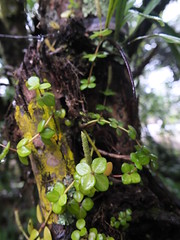 Piperaceae