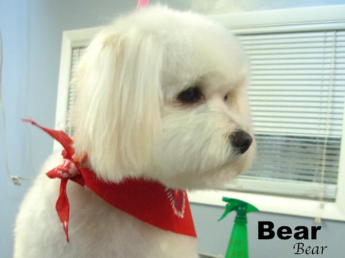 2010212 bear the bichon mix contemplating - Shelley the Groomer - Downers Grove - Shelley@groomingbyshelley.com