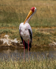 Kenya's Birds