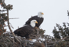 2015 Eagle Nest