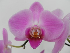 Orchid Nov.'14