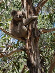 Australia 15 Koala Conservation Centre