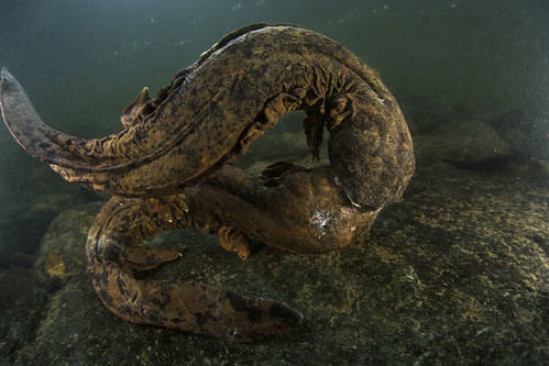 Two male hellbenders locked in a battle for dominance.  Hellbenders need clean streams with high water quality and silt-free streambeds to find their prey and avoid predators. (Copyright photo courtesy Freshwaters Illustrated/Dave Herasimtschuk)
