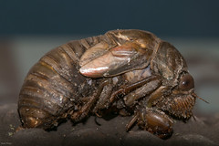 A Cicada Emerging 8/11/16