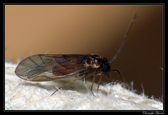 Psocoptera/Elipsocidae