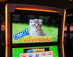OMG! Kittens slots machine