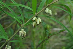Asparagaceae